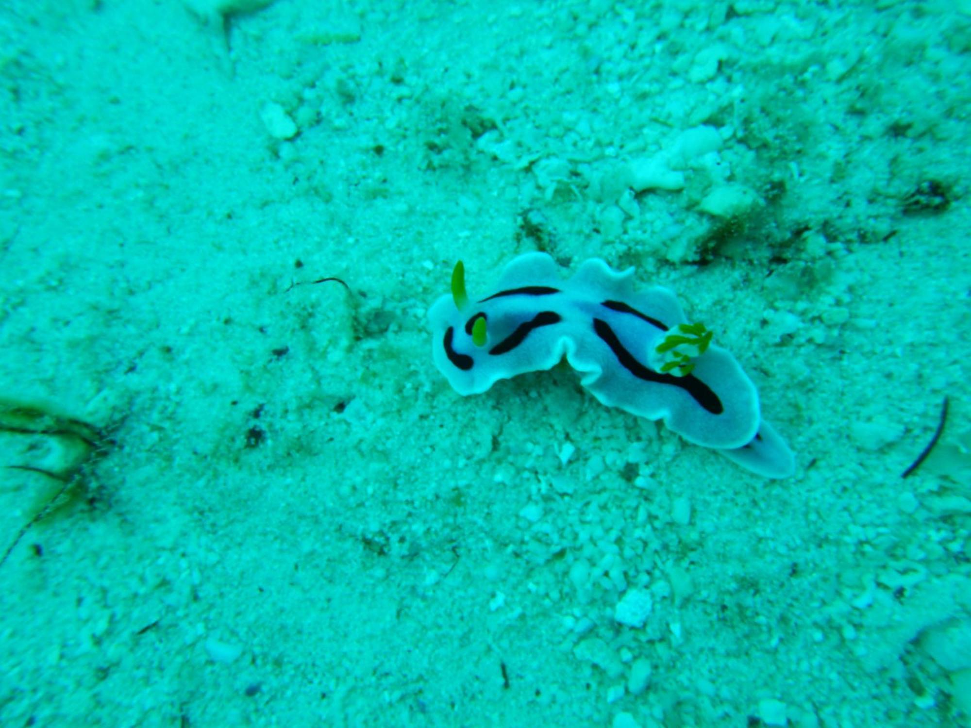 הוילה Besir Raja Ampat Blue Sea מראה חיצוני תמונה