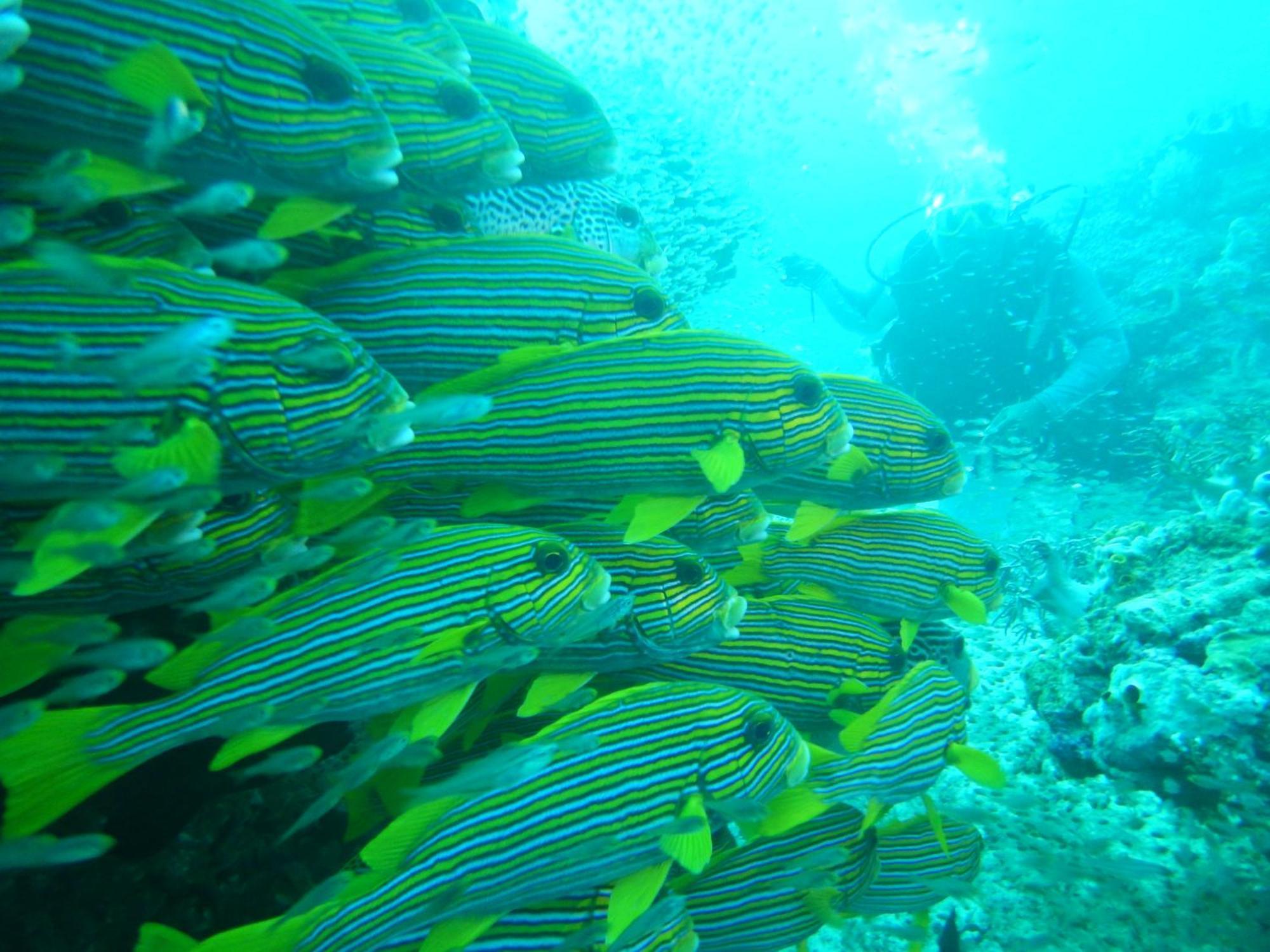 הוילה Besir Raja Ampat Blue Sea מראה חיצוני תמונה
