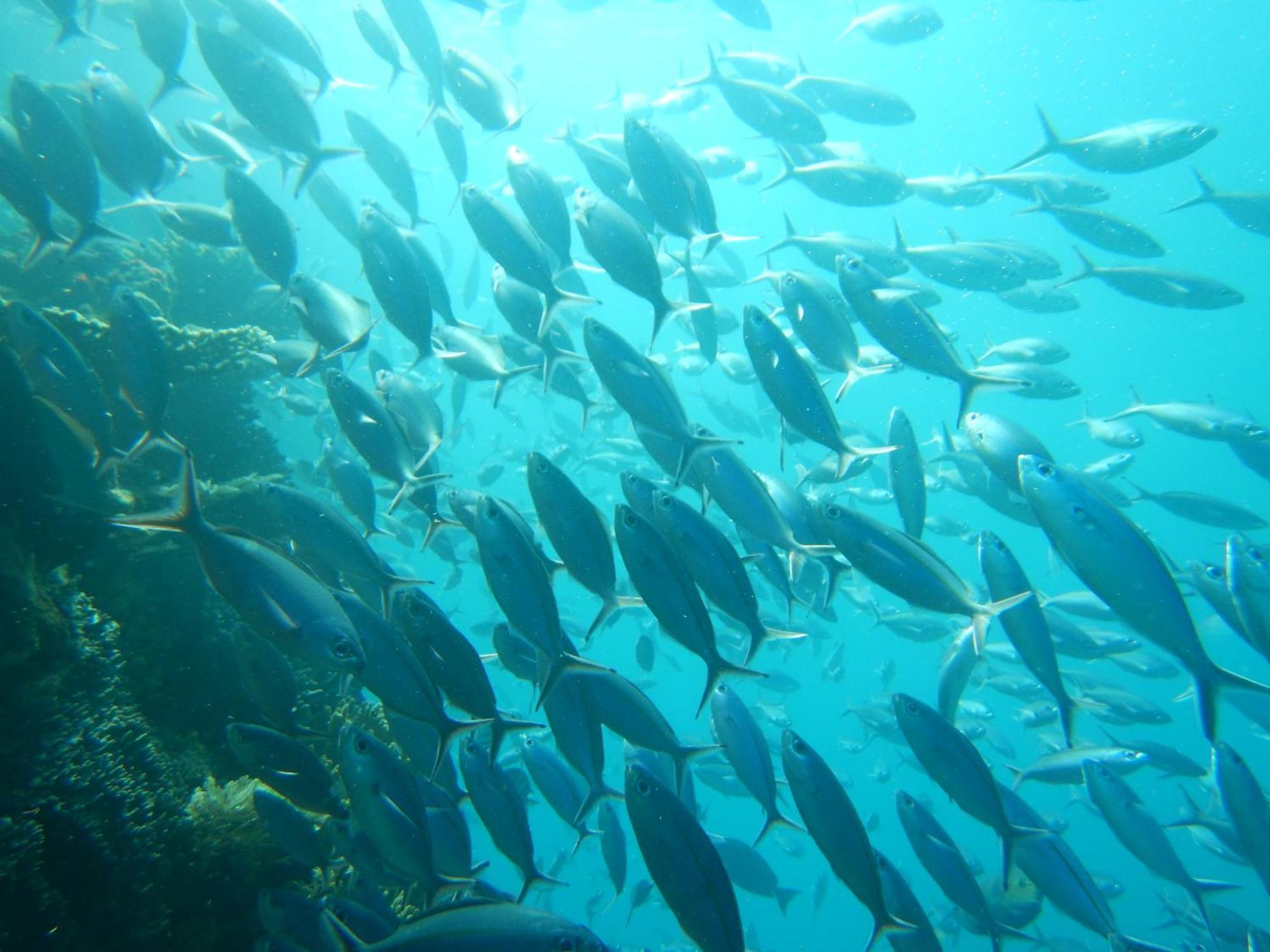 הוילה Besir Raja Ampat Blue Sea מראה חיצוני תמונה