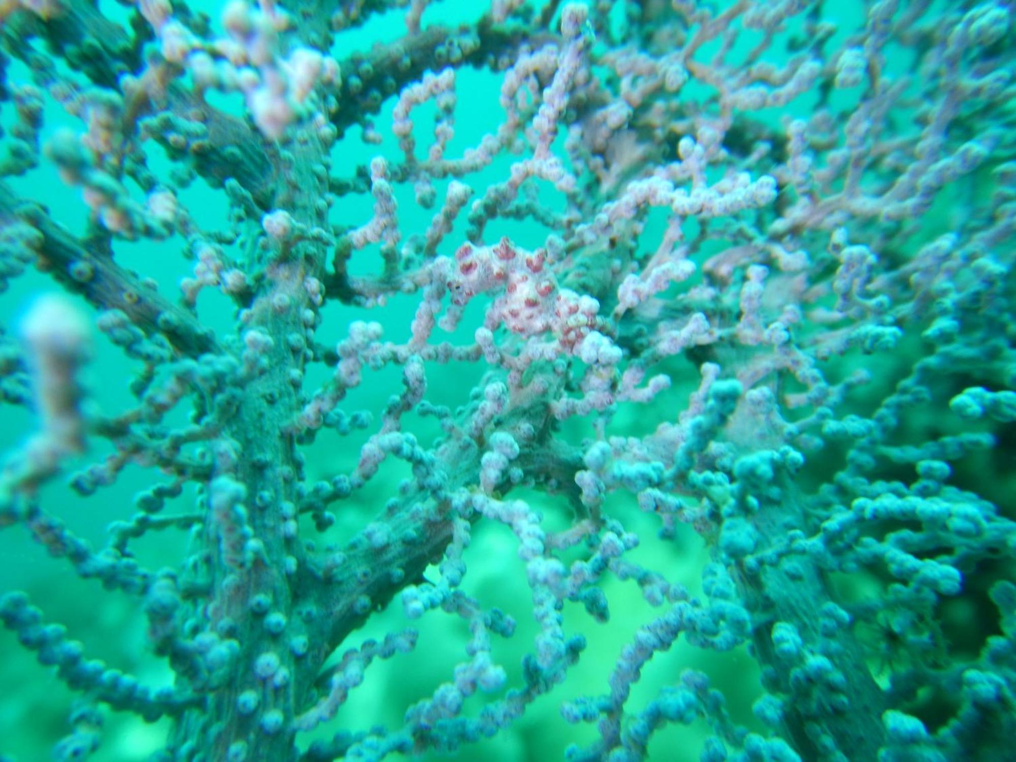 הוילה Besir Raja Ampat Blue Sea מראה חיצוני תמונה