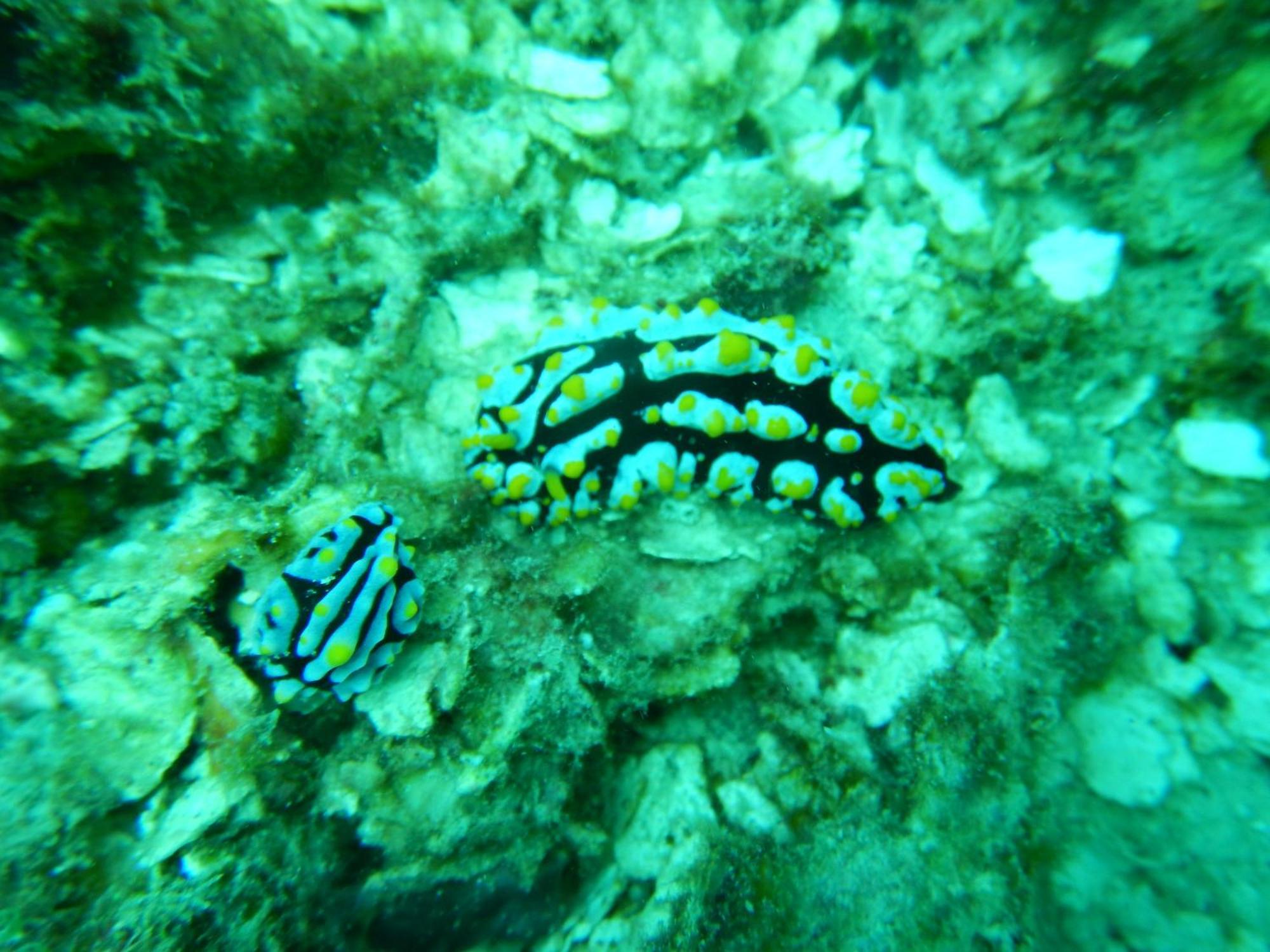 הוילה Besir Raja Ampat Blue Sea מראה חיצוני תמונה