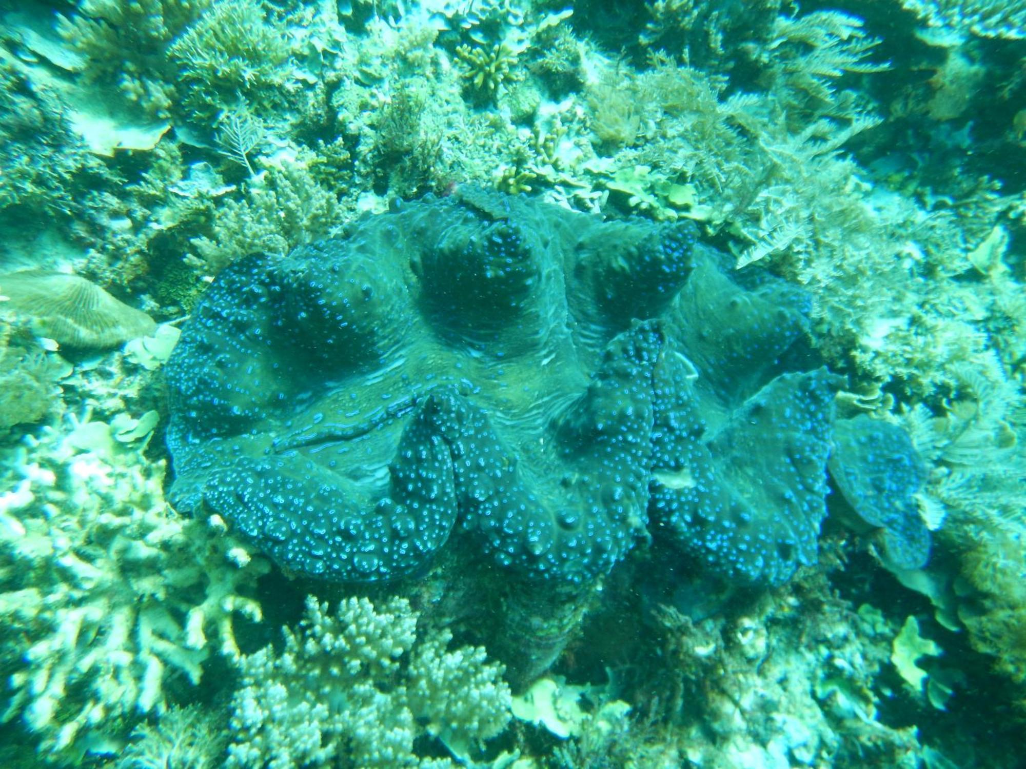 הוילה Besir Raja Ampat Blue Sea מראה חיצוני תמונה