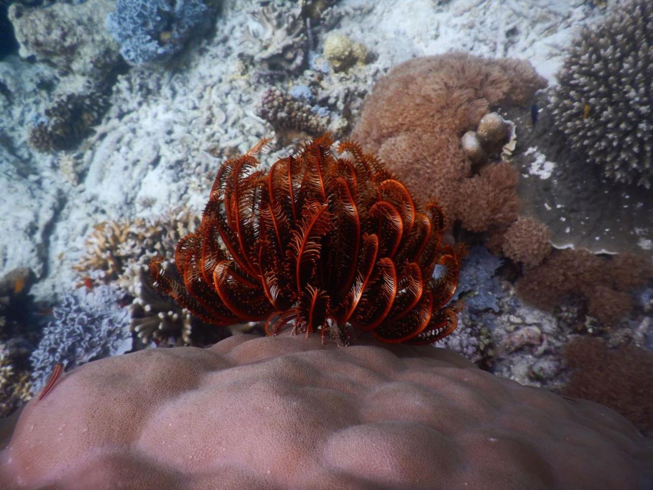 הוילה Besir Raja Ampat Blue Sea מראה חיצוני תמונה
