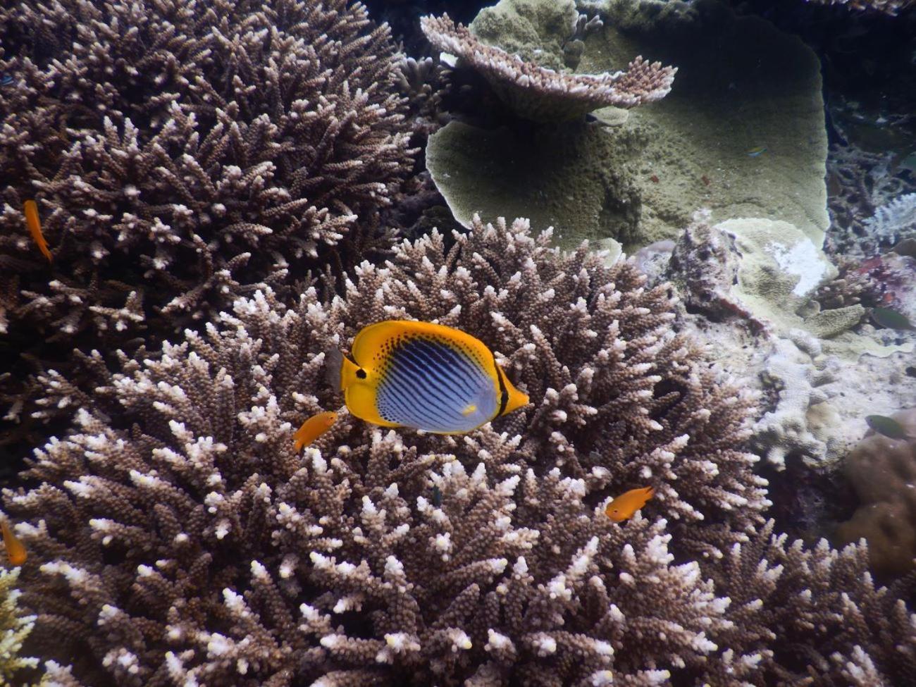 הוילה Besir Raja Ampat Blue Sea מראה חיצוני תמונה