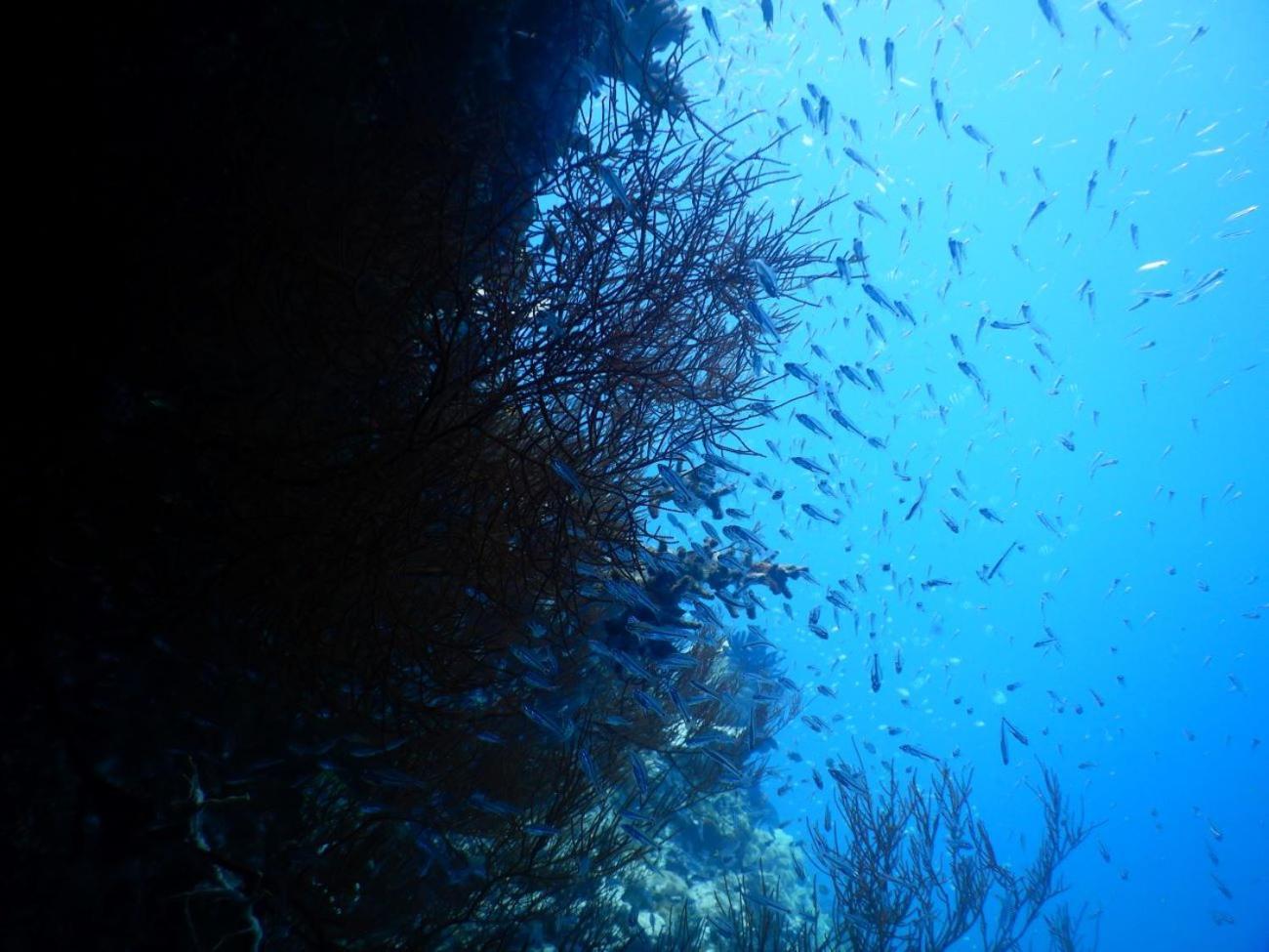 הוילה Besir Raja Ampat Blue Sea מראה חיצוני תמונה