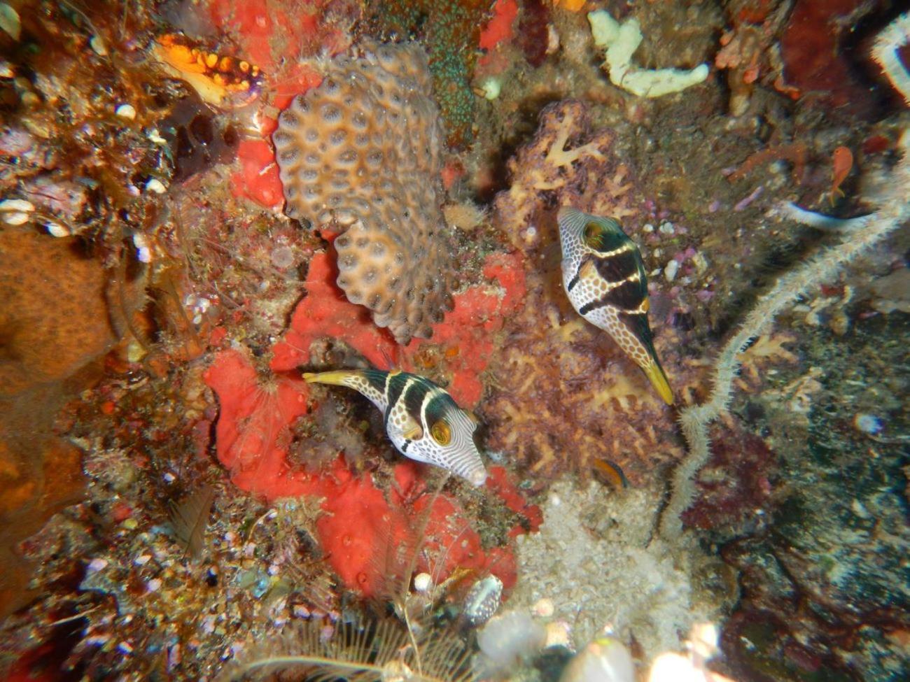 הוילה Besir Raja Ampat Blue Sea מראה חיצוני תמונה
